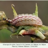 glaucopsyche alexis baksan larva l4 2